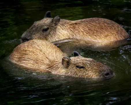 Capybaras in the water