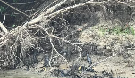 A nest of caiman babies!