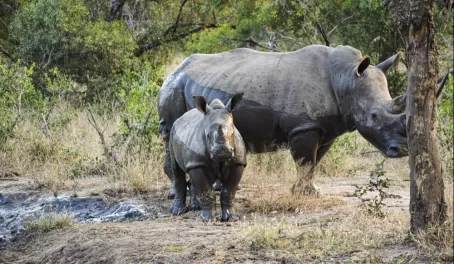 Mama and baby rhino!
