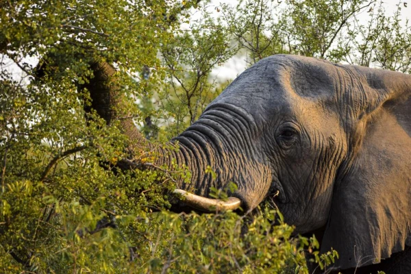 Elephant