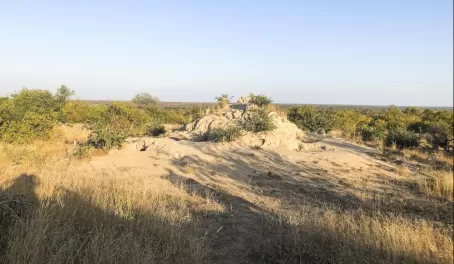 Young hyena sunning near their den (old termite mount)