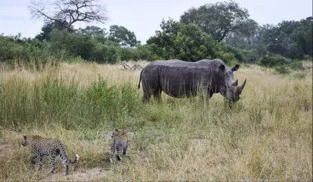Rhino and Cheetah