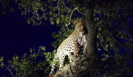 Cheetah in a tree!