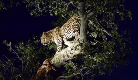 Cheetah in a tree!