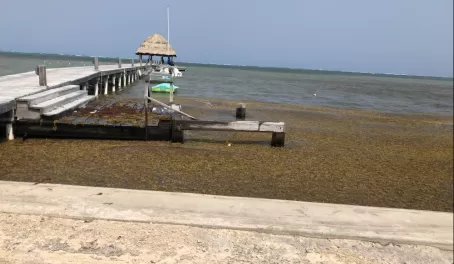 Xanadu Island Resort - The seaweed problem...but they handled it well