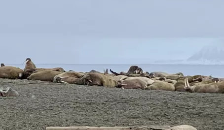 Group of walrus at Poolepynten