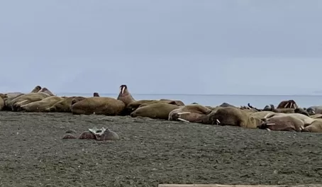 Group of walrus at Poolepynten