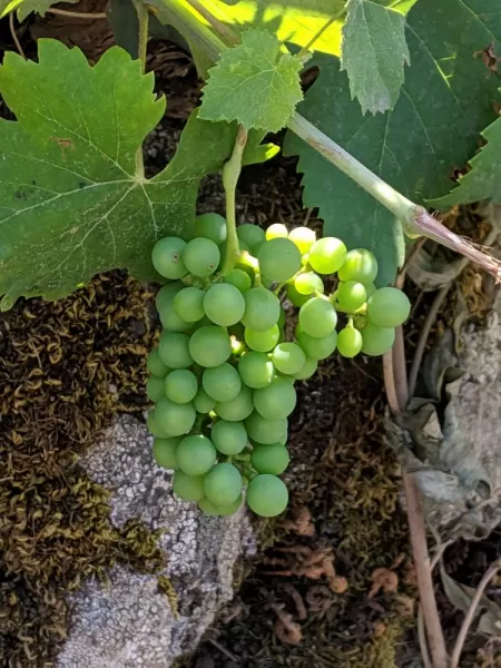 Grapes at Mt Etna Winery