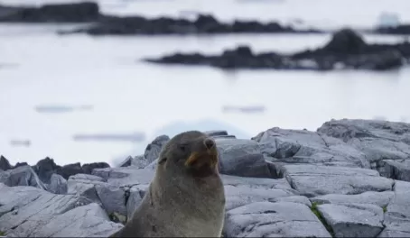 Fur Seal in Antarctica