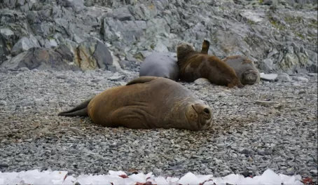 Elephant Seal Male and his ladies