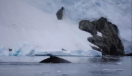 Humpback Whale spotting!