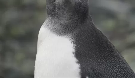 Gentoo penguin through a zoom lense