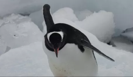 Gentoo Penguin - Navigating the Ice
