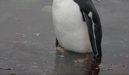 Gentoo Penguin - testing the feathers