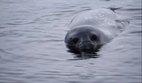 Curious Weddell Seal