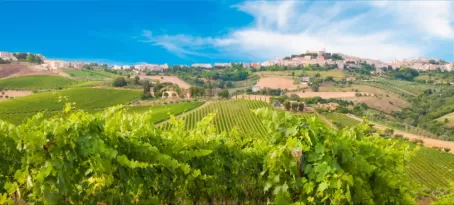 Visit the famed vineyards of France