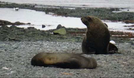 Fur Seals lounging