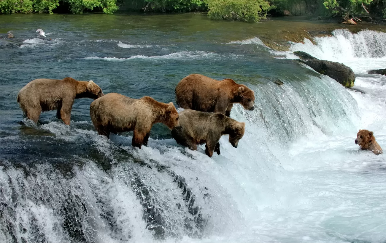 Watch bears fishing for salmon