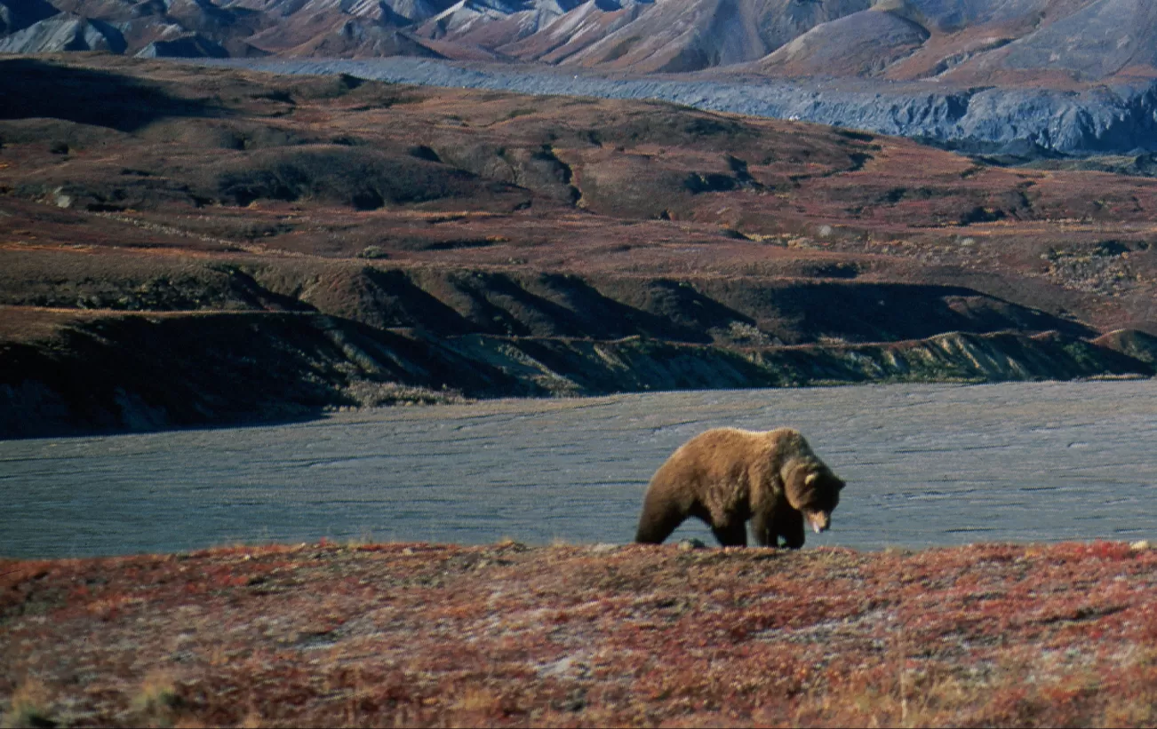 A bear explores the tundra surrounding Denali