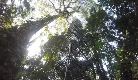The observation tower from below