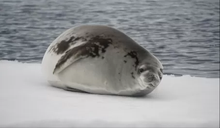 lounging seal