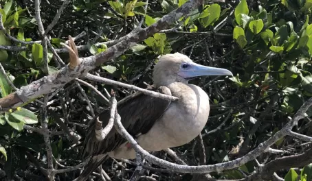 Despite the blue bill this is a red-footed booby. The only booby that has prehensile feet, which allows them to grasp onto branches