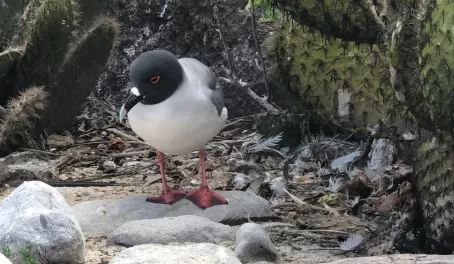 Swallow-tailed Gull. Huge red eyes that apparently are used to attract squid