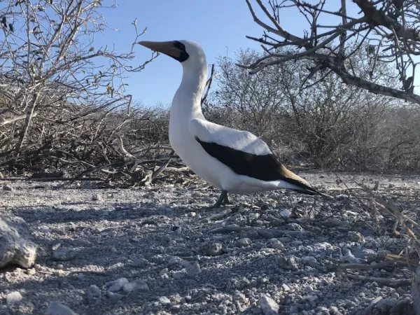 The Nazca booby. Part duck, part penguin, part seagull, all goofball.