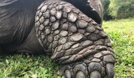 Close-up tortoise leg