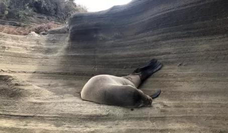 All those years of erosion create the smooth surface that sea lions crave