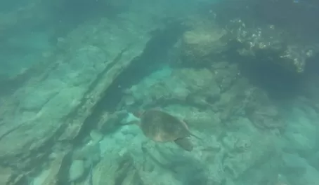 I realized on this trip that I am terrible at GoPro. But, that's a sea turtle...