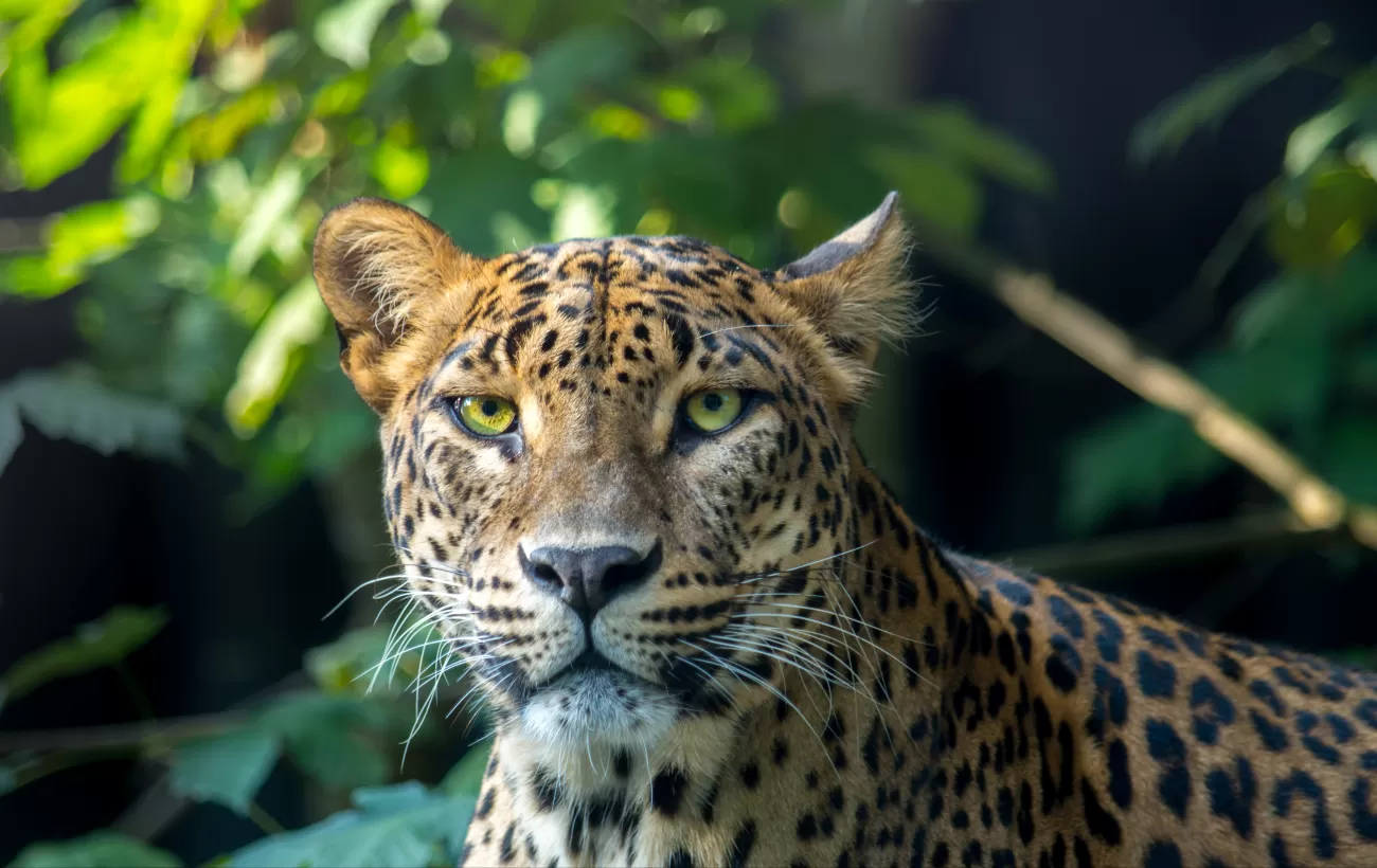 A Sri Lankan leopard gazes back