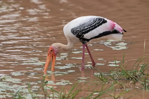 Watch for painted storks in the national parks of Sri Lanka