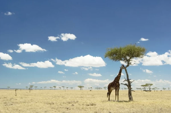 A lone giraffe grazes in Kenya