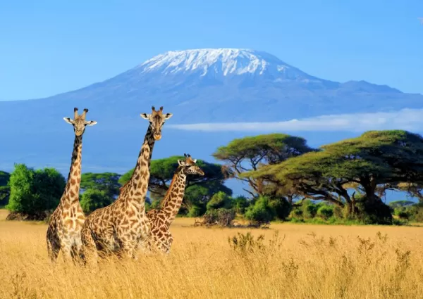 Giraffes on the savanna surrounding Mt. Kilimanjaro