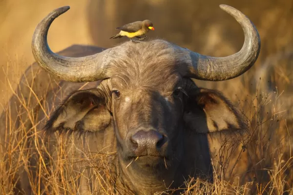 Staring contest with a cape buffalo and oxpecker