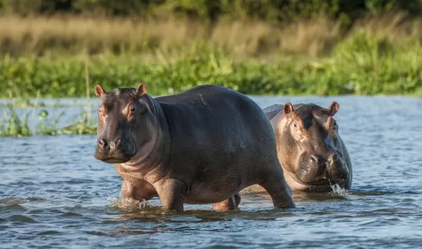 Watch for wading hippopotamuses