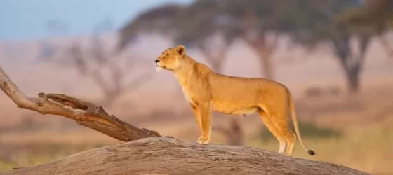A lioness keeps watch