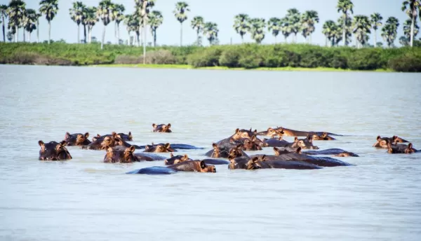 Hippopotamuses crossing a river