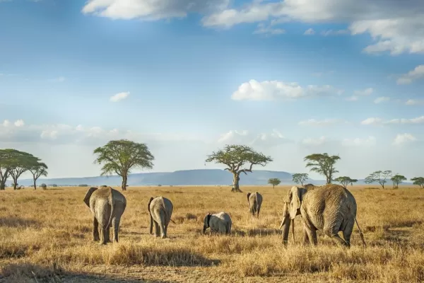 Elephants crossing the vast savanna