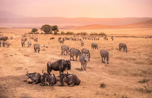 Explore the spectacular ecosystem of the savanna