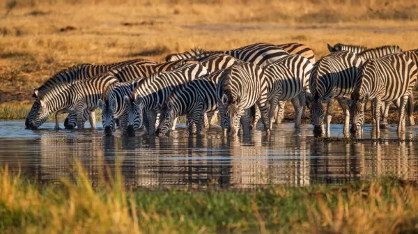 A herd of zebra stop for a drink