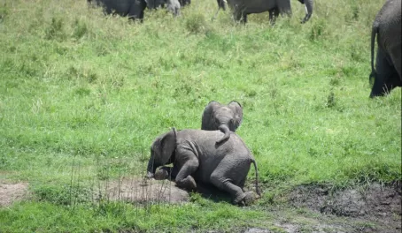 See baby elephants help each other up off of the ground, check.