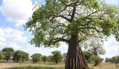 We loved the massive Baobab trees.