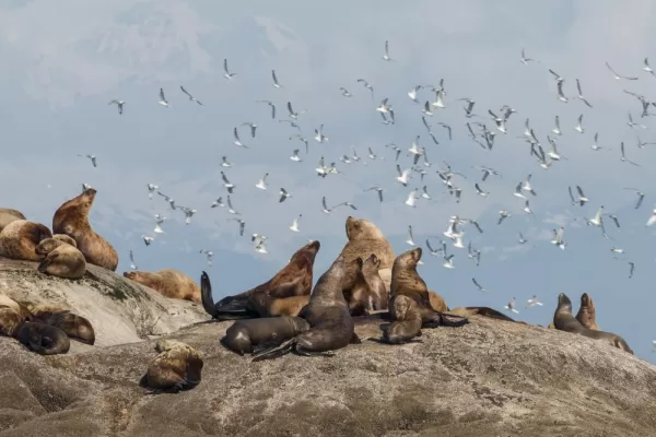 Look for Steller's sea lions in Alaska