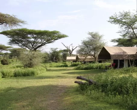 Experience the Great Migration from Camp Zebra