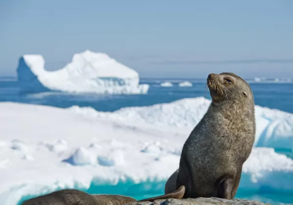 Antarctic fur seal enjoying the sunshine