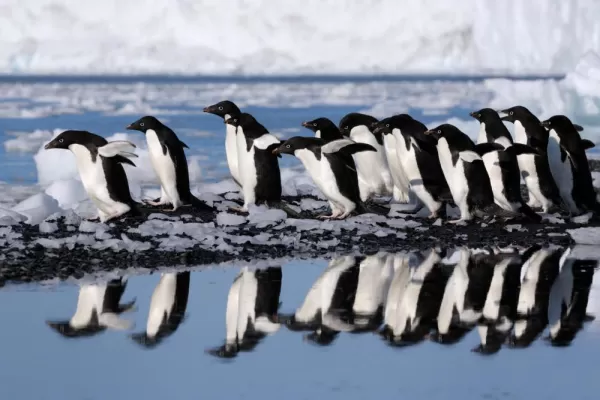 Colony of Adelie penguins