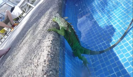 Iguana in Pool at Puerto Vallarta