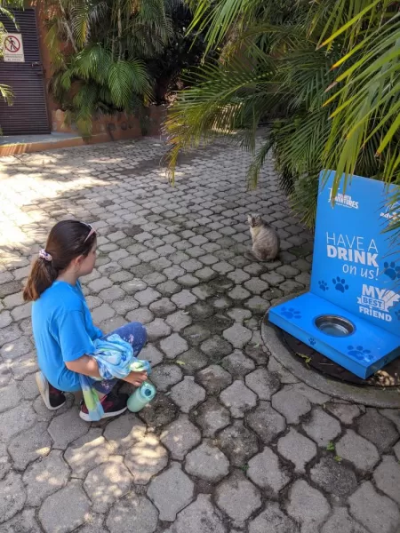 Water for the local stray cats in Puerto Vallarta